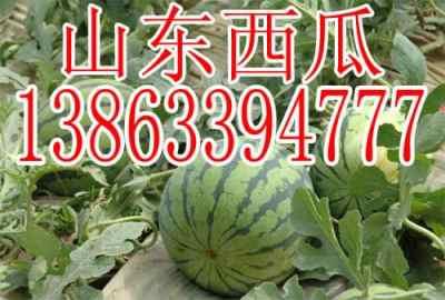 娱乐吃瓜酱重庆山东,揭秘重庆与山东的美食文化碰撞