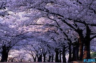 樱花校园爆料视频下载,揭秘校园生活精彩瞬间